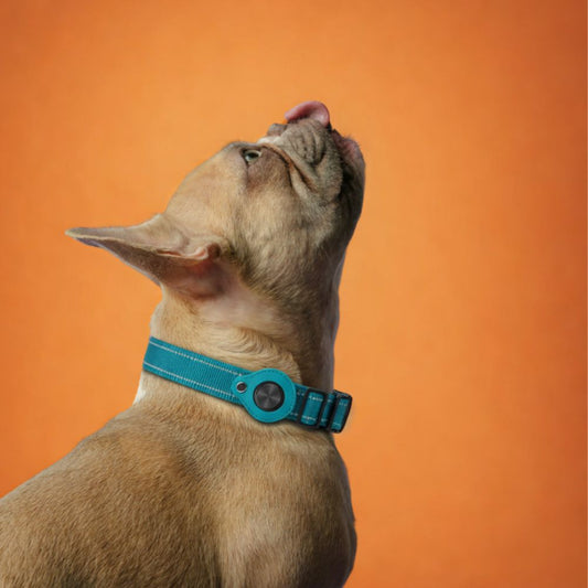 OrmeoCollar™-Localizzatore per Cani